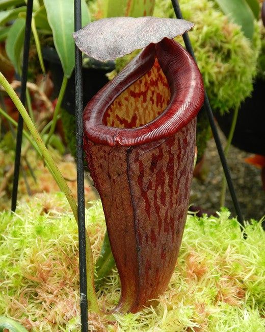 有腺交細豬籠草 N. glandulifera x tenuis BE-3891