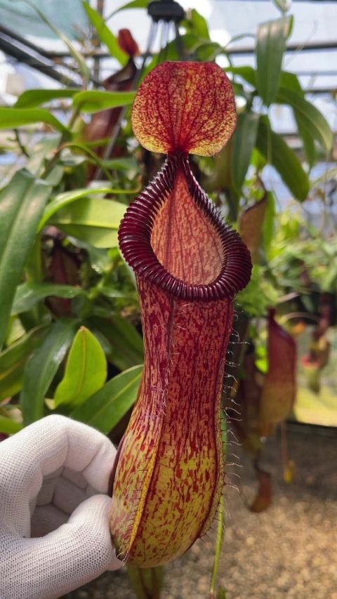 葫蘆交勾唇豬籠草 N. ventricosa x hamata BE-3672