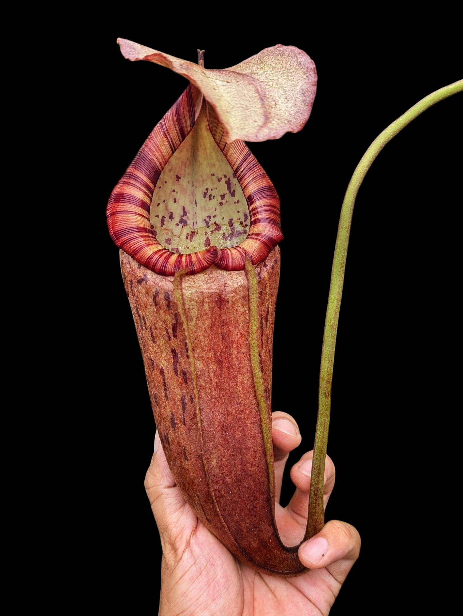 蘇門達臘交包西豬籠草 N. sumatrana x boschaiana EP ♂
