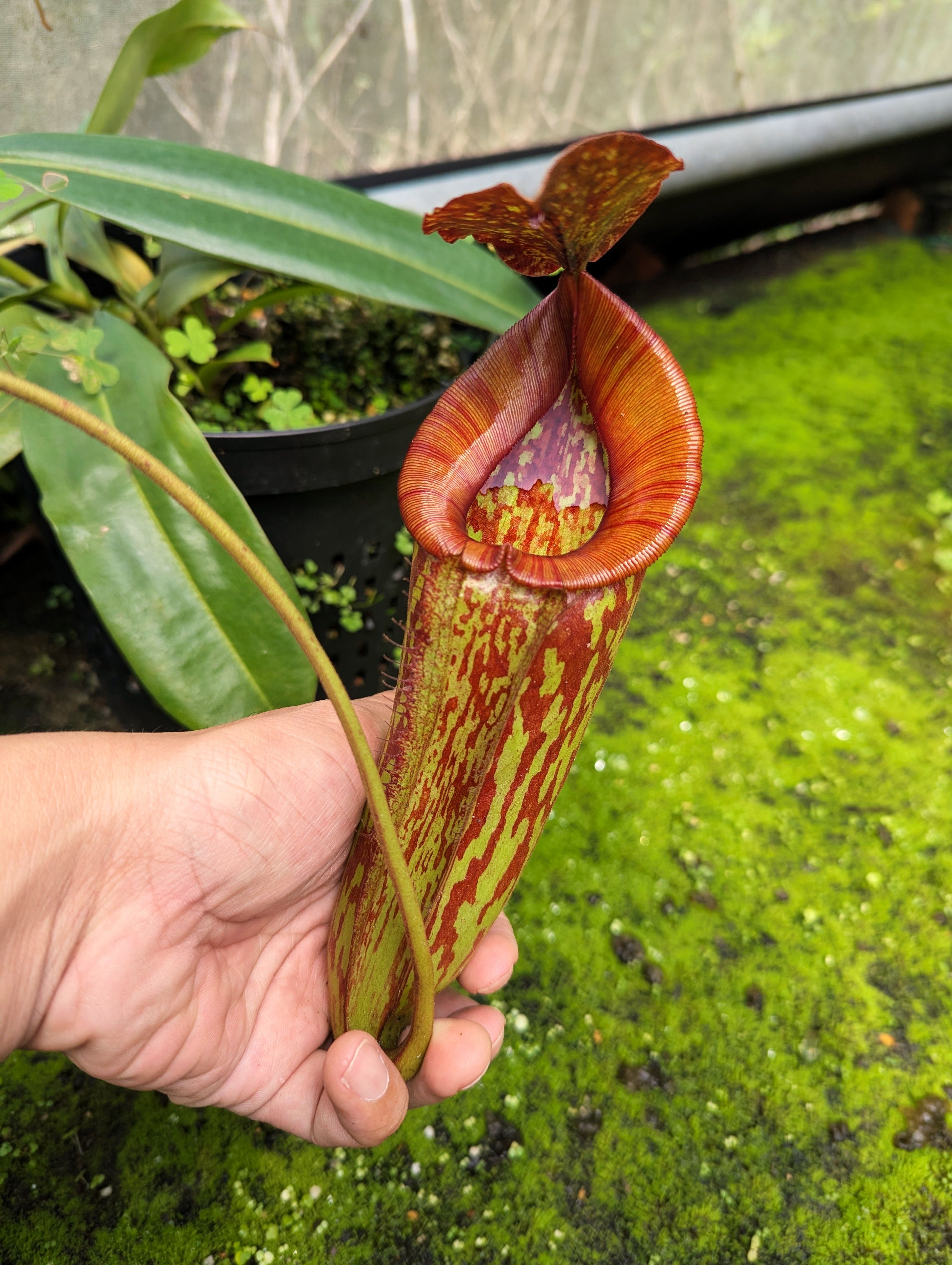 六甲豬籠草N. ’Rokko’♂