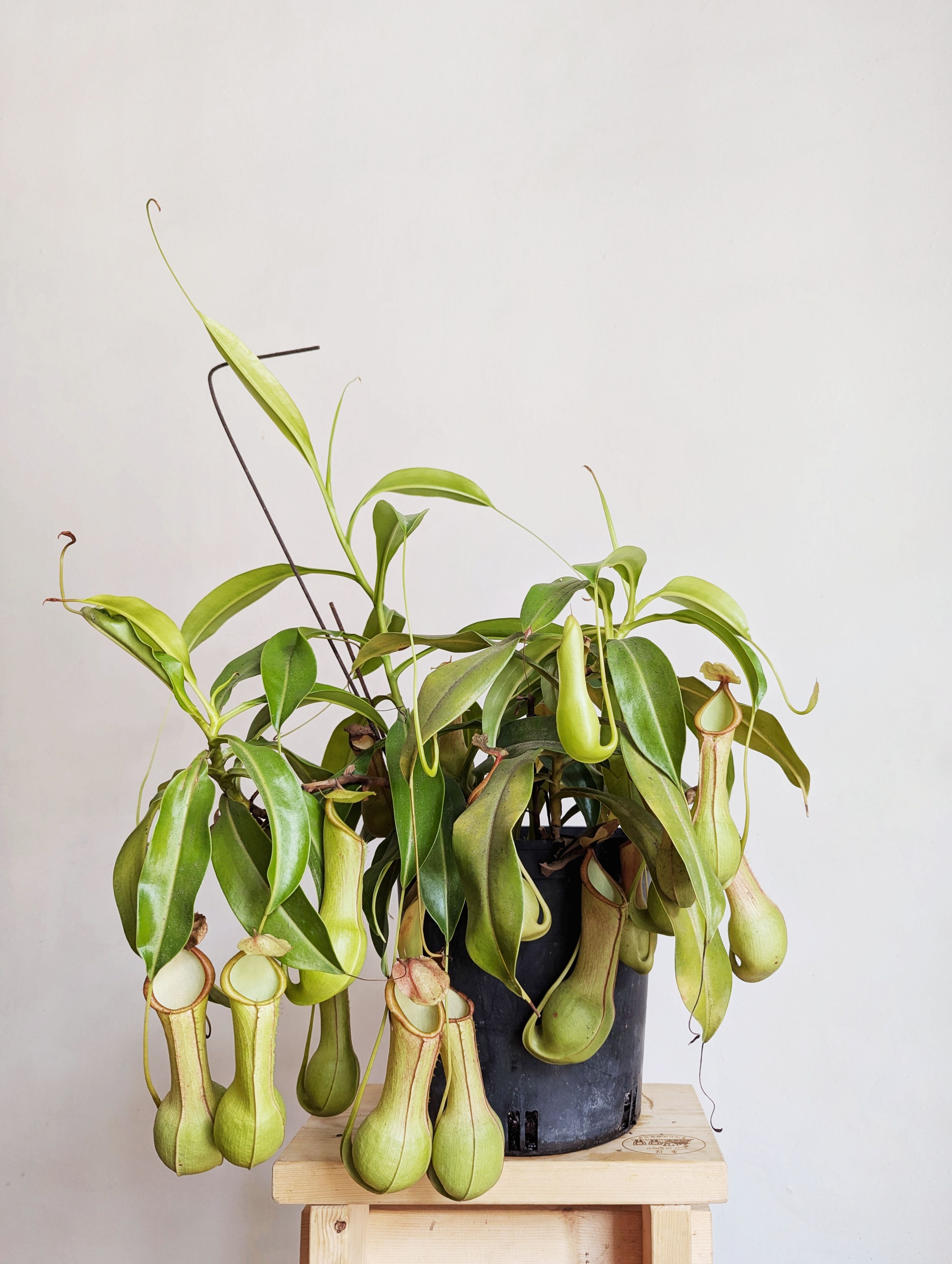 小花豬籠草試管瓶個體 N. graciliflora