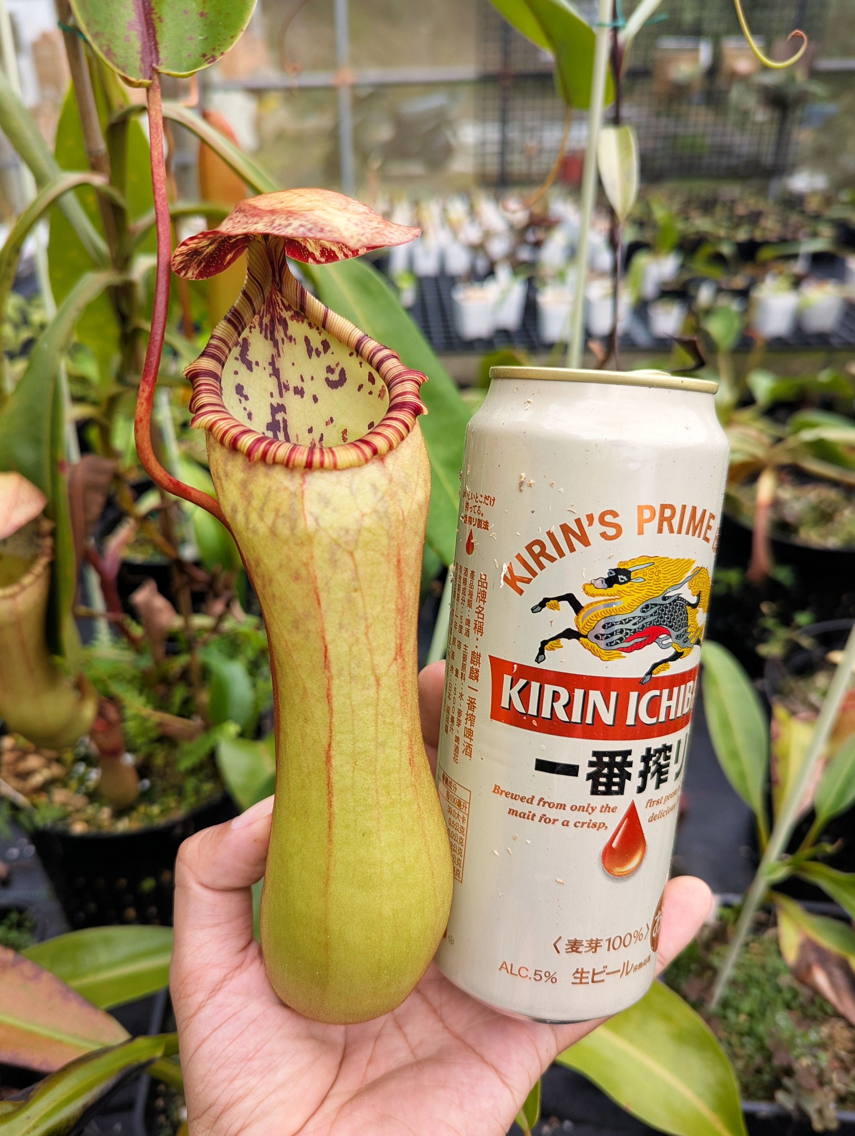 圓盾 x 葫蘆豬籠草 N. clipeata x ventricosa EP ♀