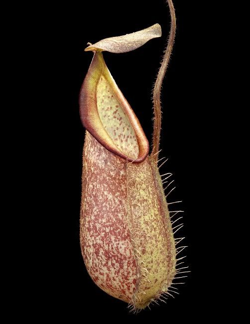 剛毛豬籠草 N. hirsuta ‘Serapi’ BE-3083