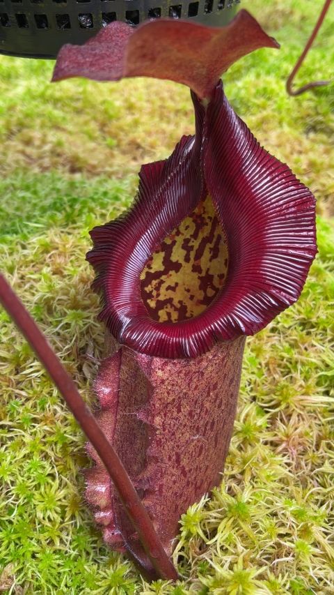 馬來王 x 羅伯坎特利豬籠草 N. rajah x robcantleyi BE-4019