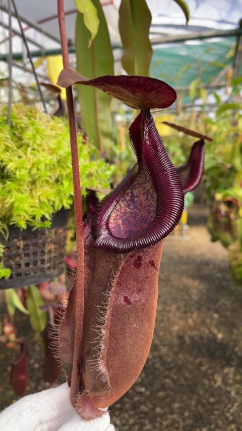 密花交萊佛士豬籠草 N. densiflora x rafflesiana BE-3719