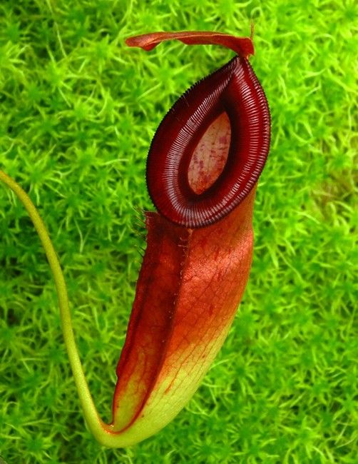 N. （ampullaria x Viking） x dubia BE-3694