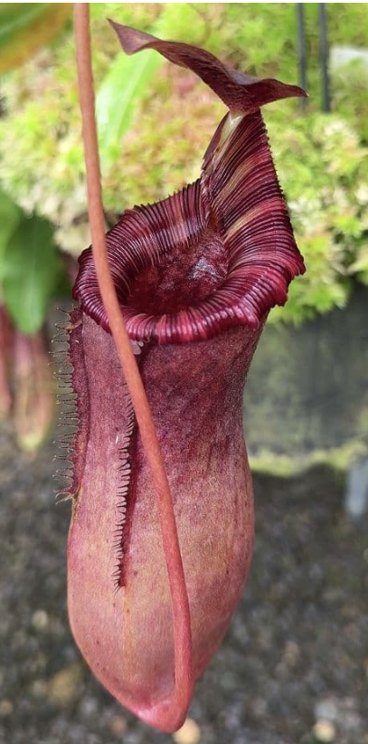 辛布亞交勞氏豬籠草 N. sibuyanensis x lowii  BE-4504