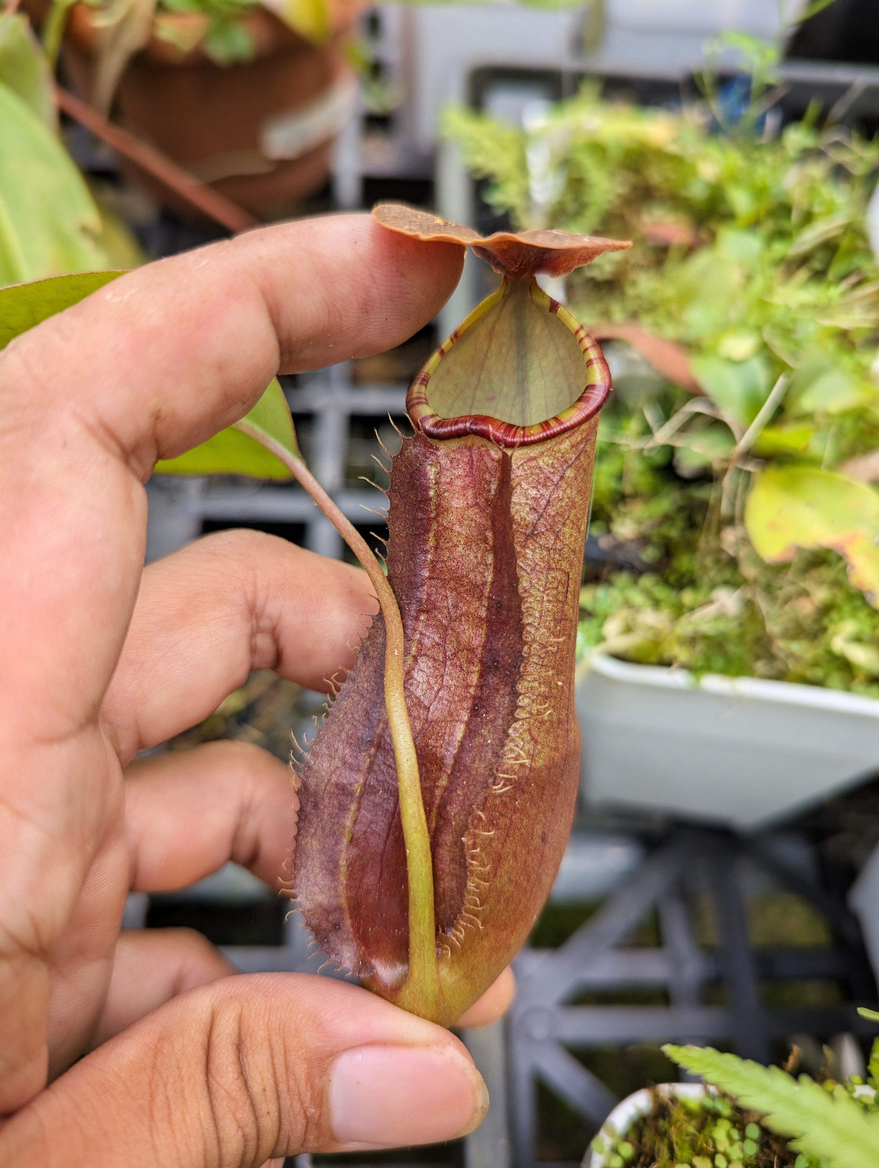 N. sumatrana x （ kuchingensis x ampullaria black miracle）
