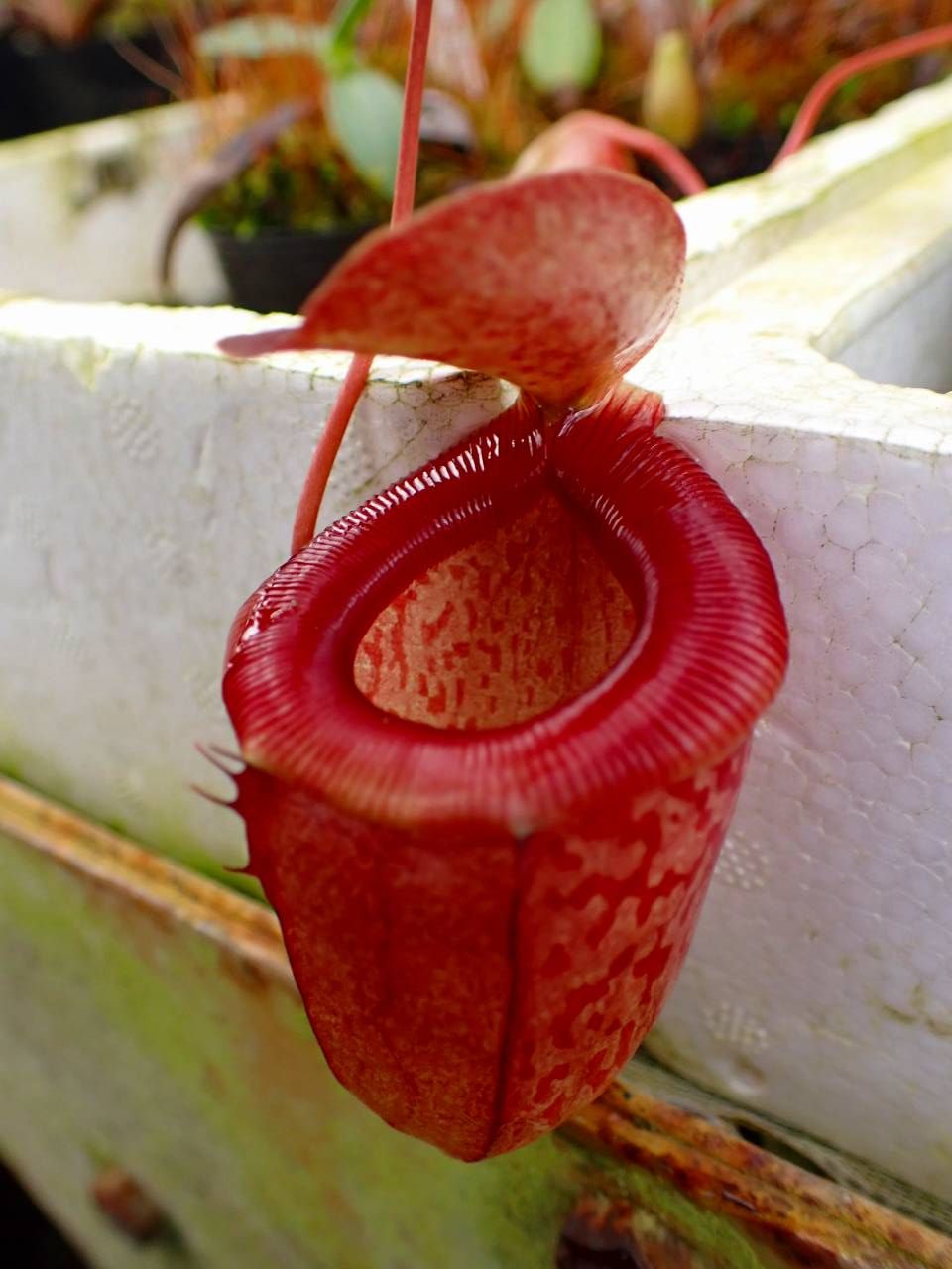 葫蘆交細豬籠草 N. ventricosa（a） x tenuis