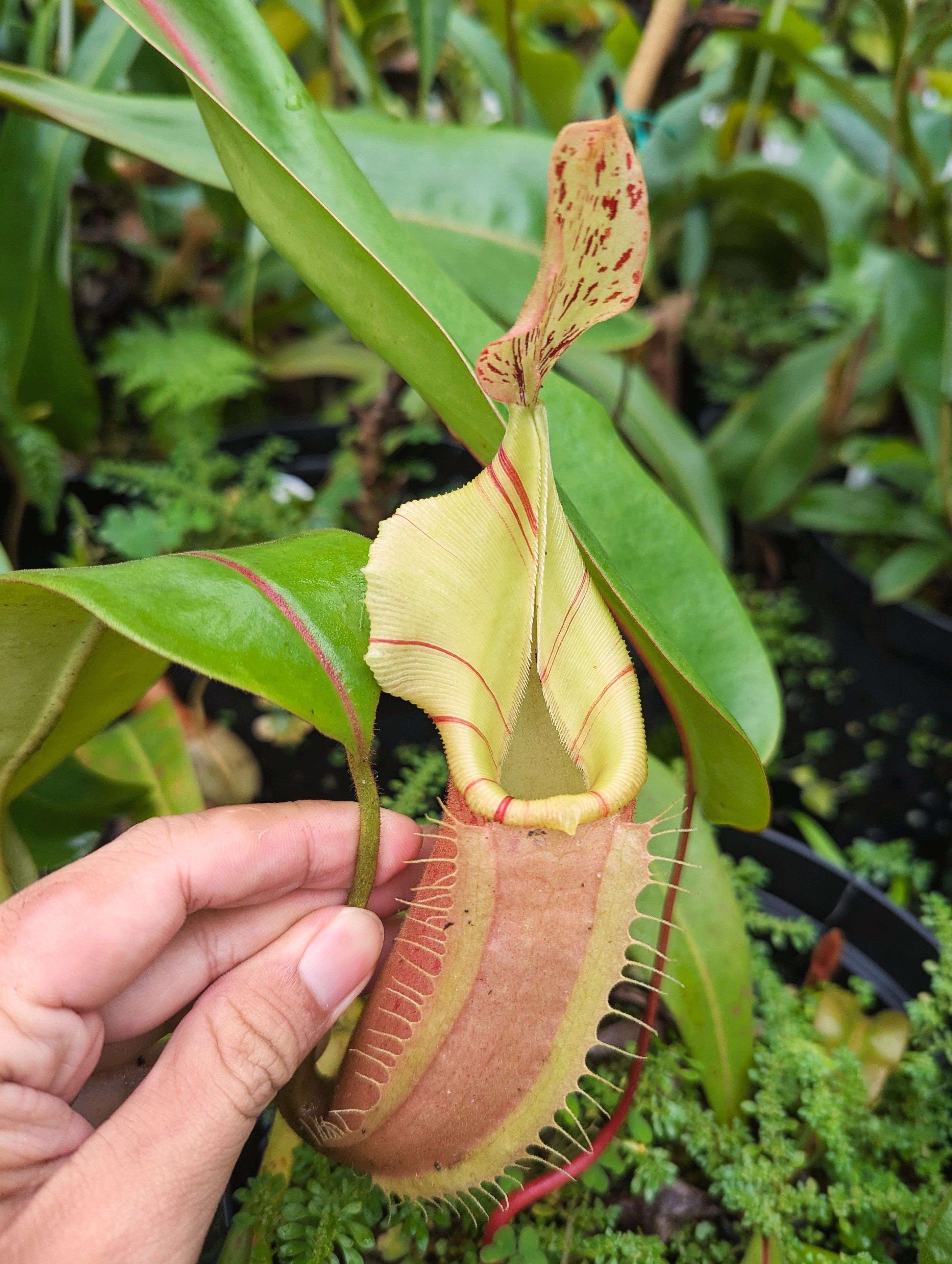 維奇豬籠草 N. veitchii pink MT