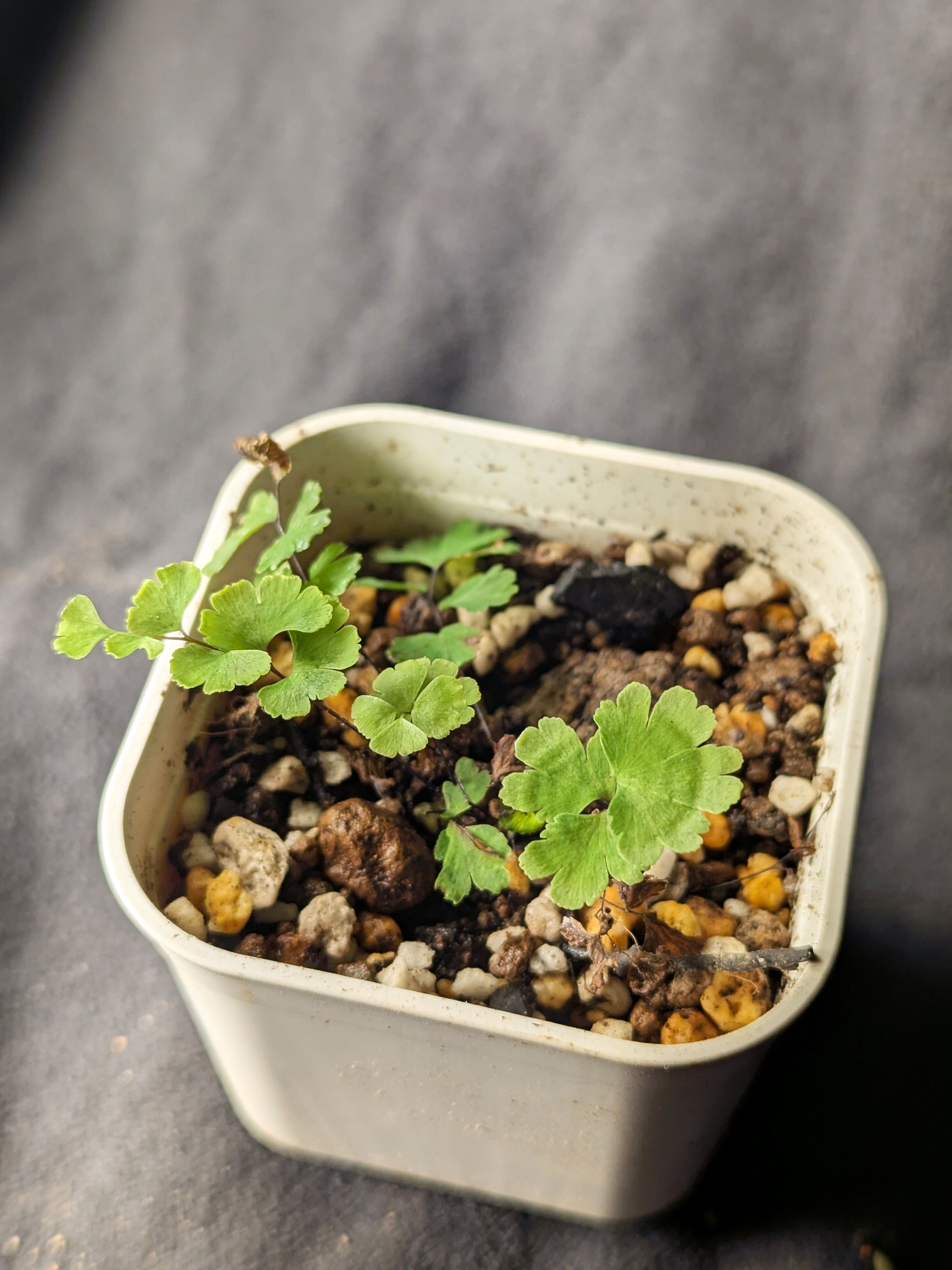 蘭嶼鐵線蕨 Adiantum capillus-veneris f. lanyuanum
