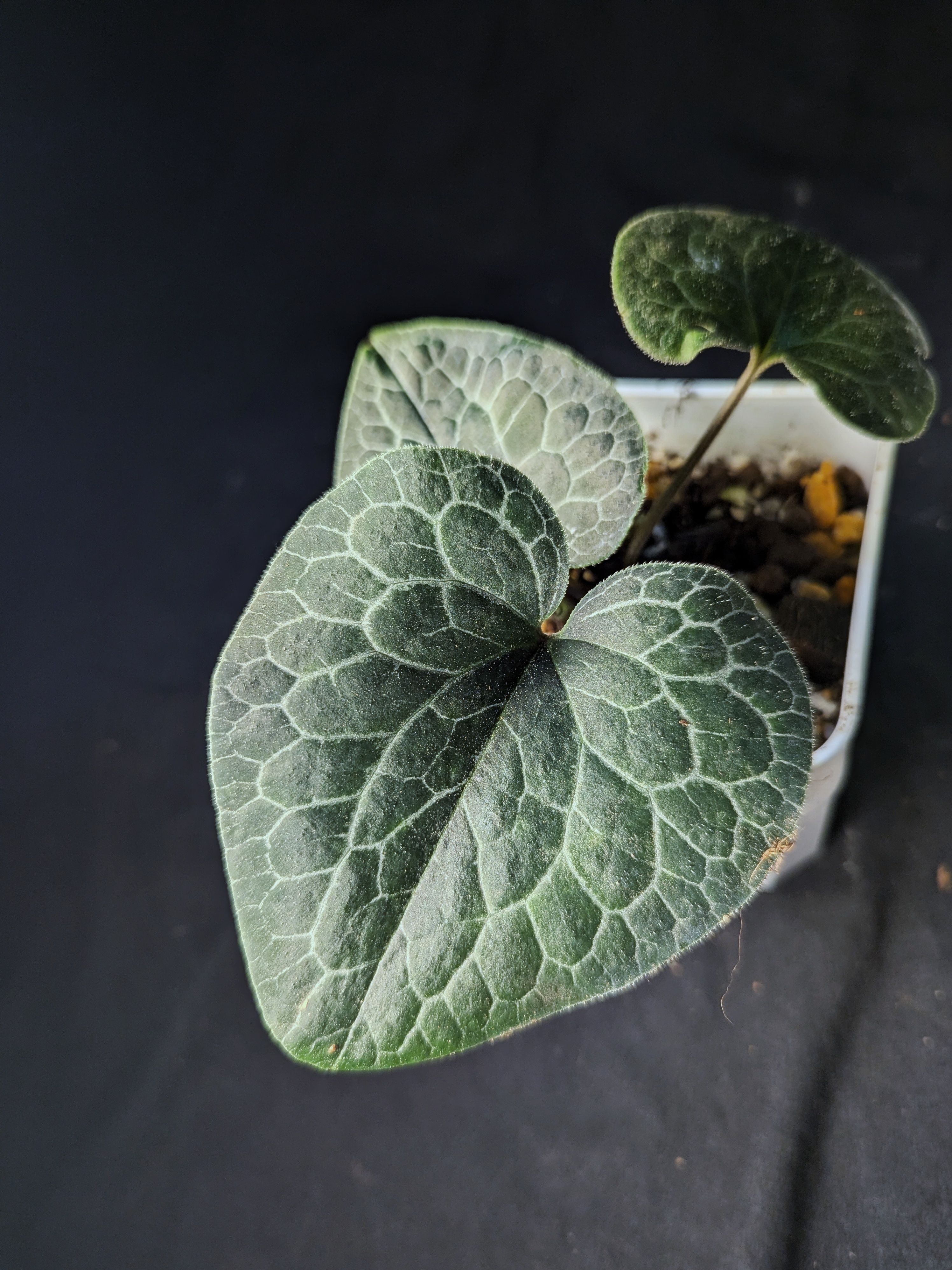 地花細辛 Asarum geophilum