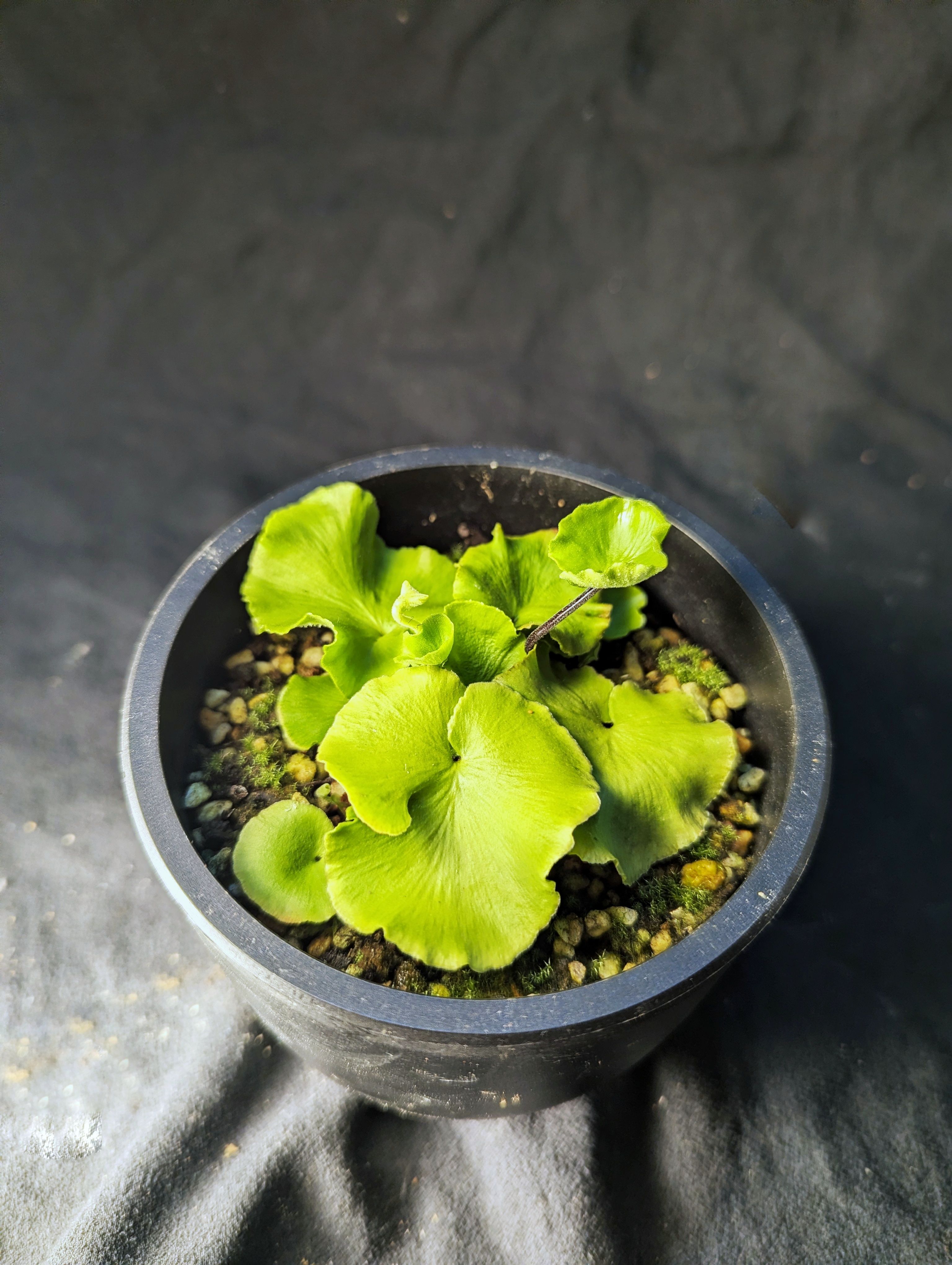 水鱉蕨 Sinephropteris delavayi