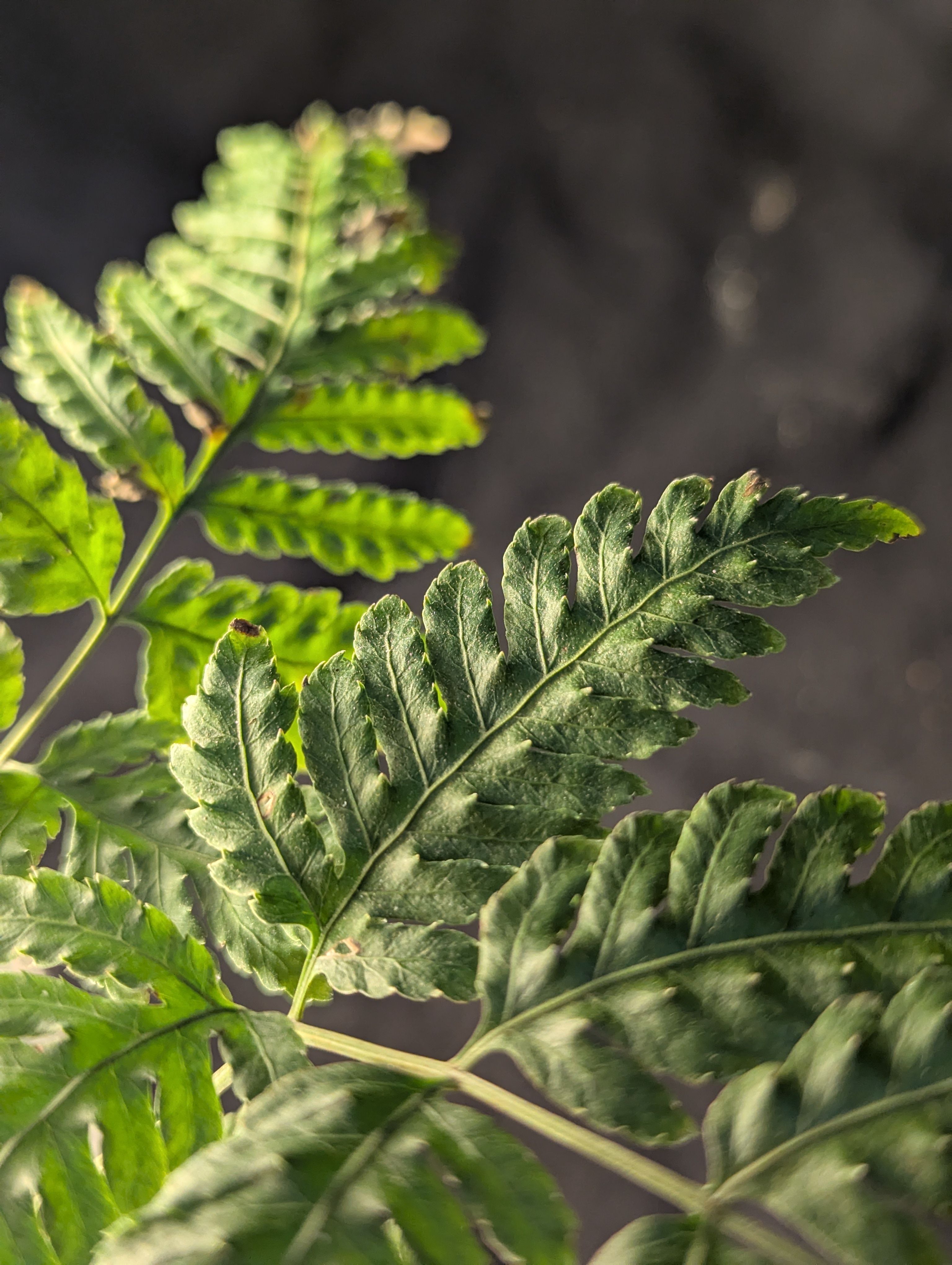突齒蕨 Pteridrys cnemidaria