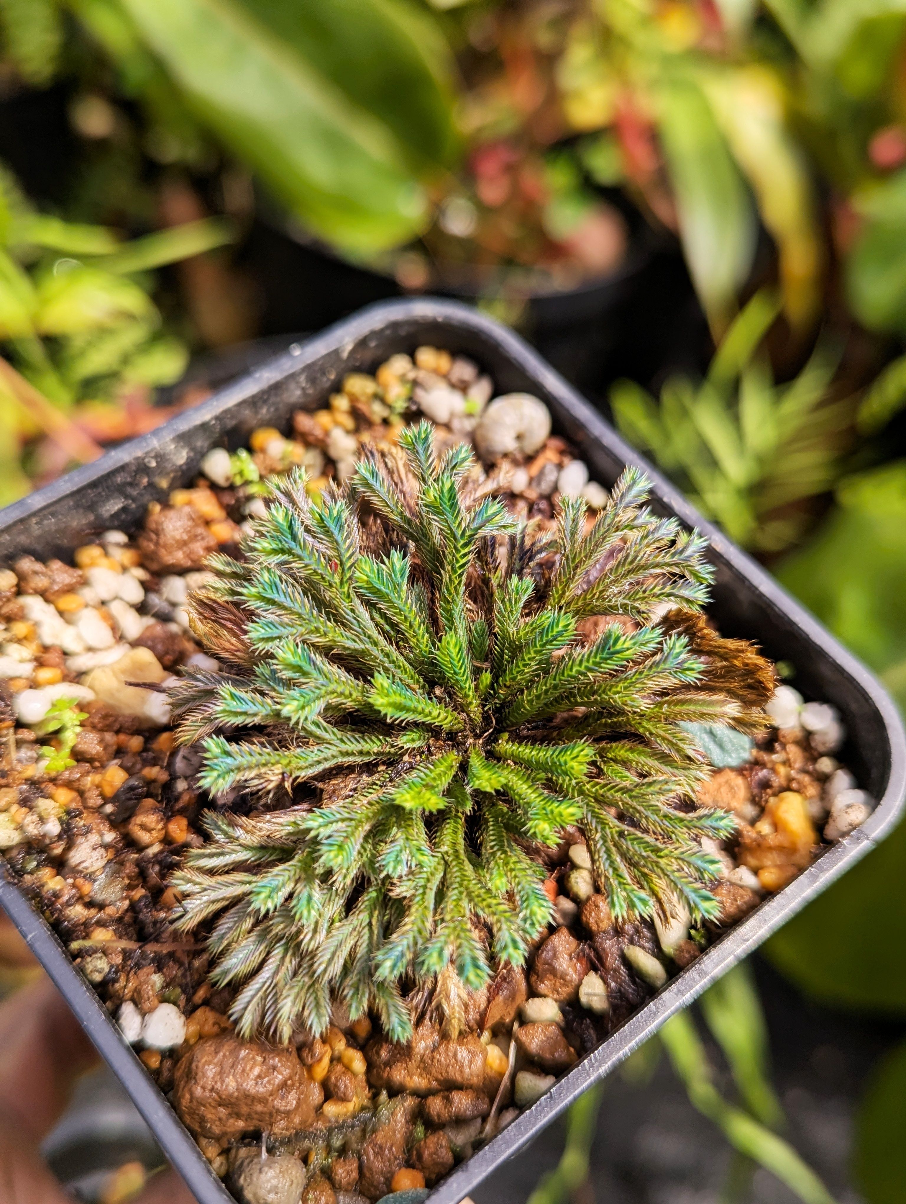 彩虹卷柏 Selaginella iridescens