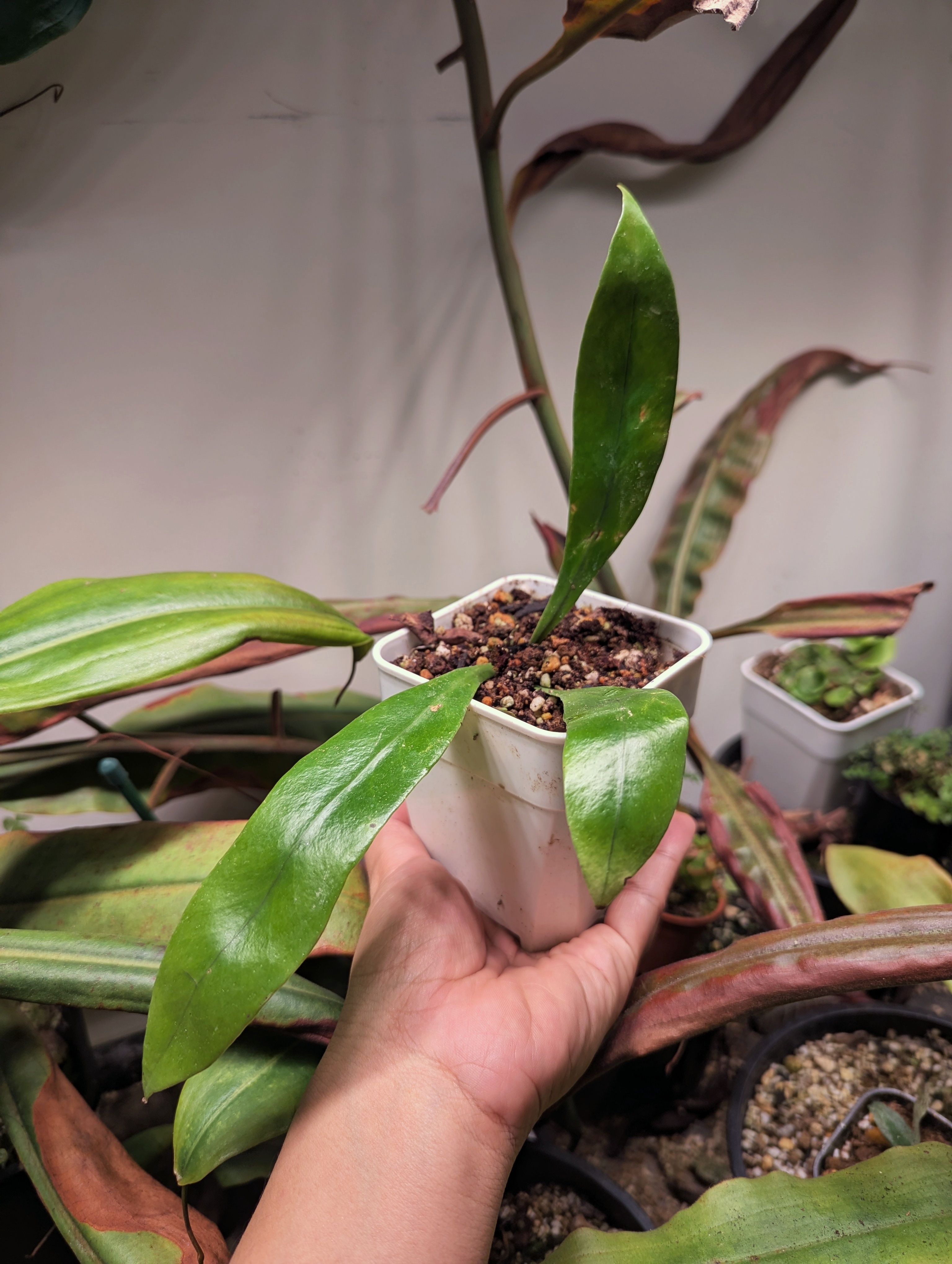 廣葉星蕨 Microsorum steerei