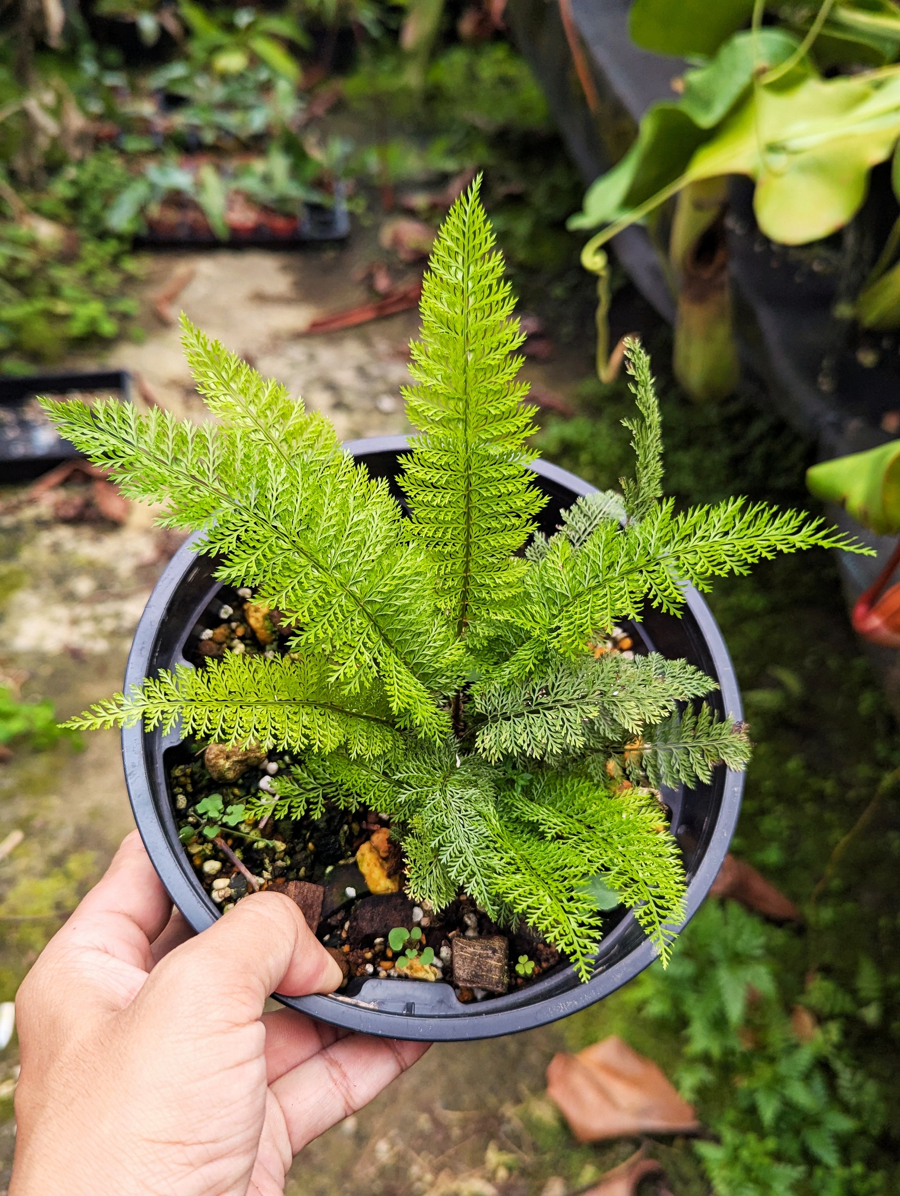 峨眉耳蕨 Polystichum omeiense