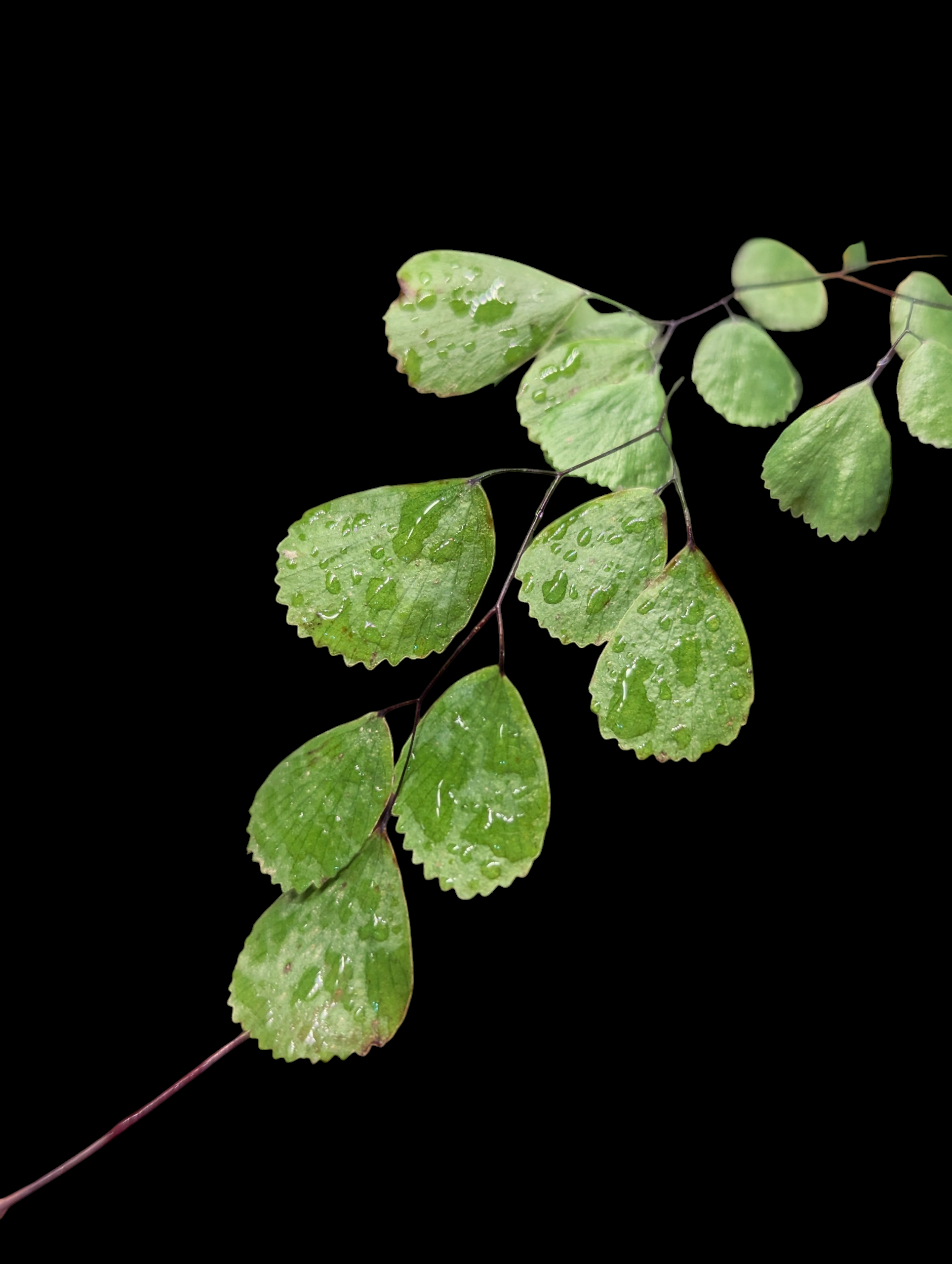 單蓋鐵線蕨 Adiantum monochlamys
