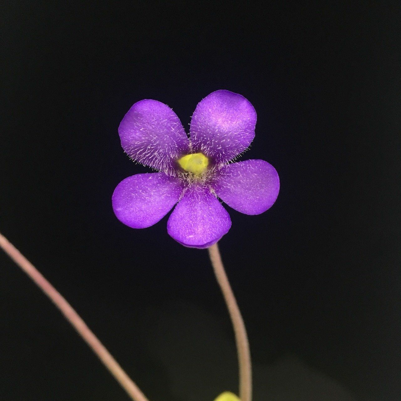 捕蟲堇 阿爾佛雷德13號 𝑃𝑖𝑛𝑔𝑢𝑖𝑐𝑢𝑙𝑎 sp. Alfred Lau #13