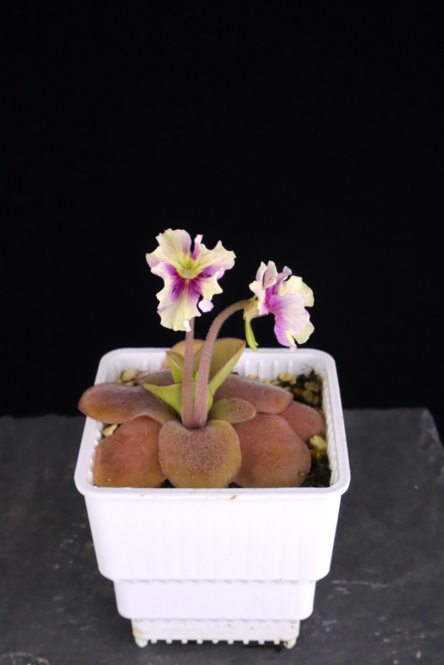 金髮樹莓捕蟲堇 𝑃𝑖𝑛𝑔𝑢𝑖𝑐𝑢𝑙𝑎 ’ Razzberry Blonde’