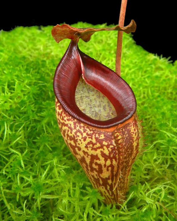塔蘭山豬籠草 N. talangensis BE-4075