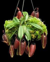 蘋果 x 馬兜鈴豬籠草 N. ampullaria x aristolochioides BE-3758