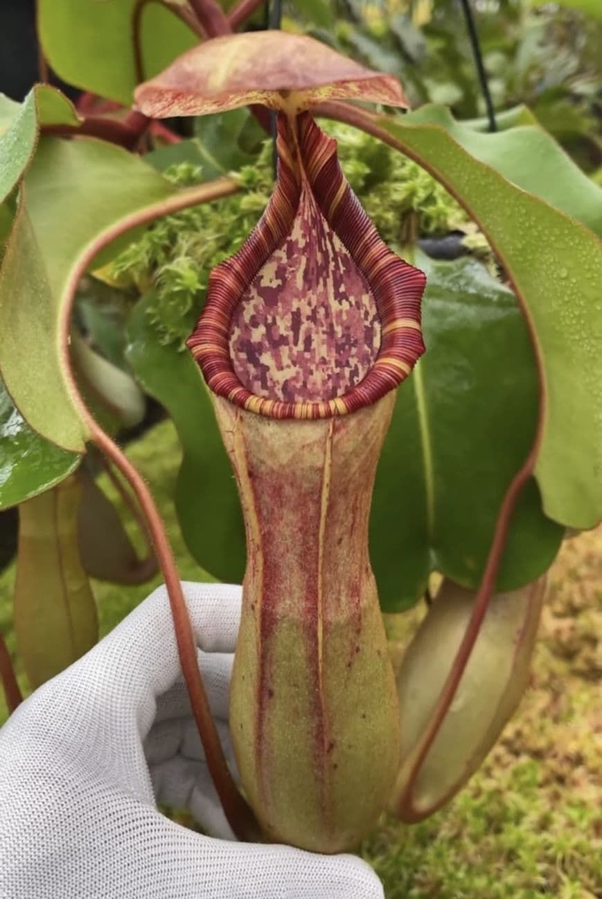 圓盾 x （維奇 x 勞氏 ）豬籠草 N. clipeata x （veitchii x lowii） BE-4625