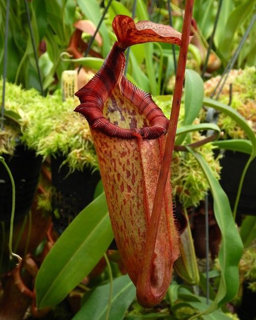N. rajah x （burbidgeae x villosa）BE-3902