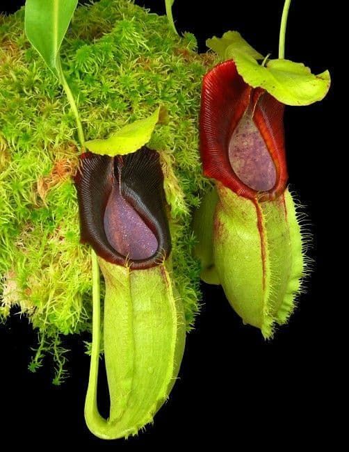 匙葉豬籠草 N. spathulata BE-3175