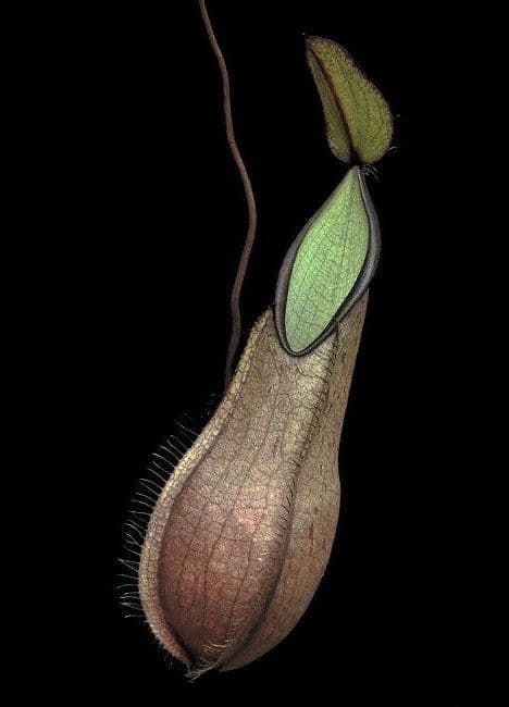 毛蓋豬籠草 N. tentaculata BE-3870