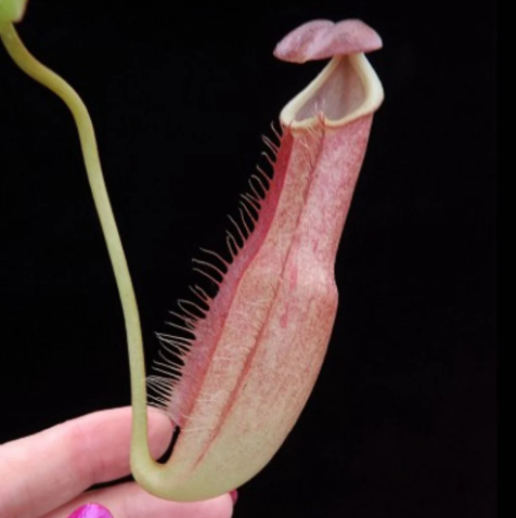 長葉豬籠草 N. longifolia BE-3704