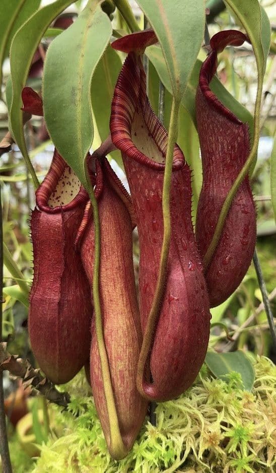 有柄豬籠草 N. petiolata BE-3913