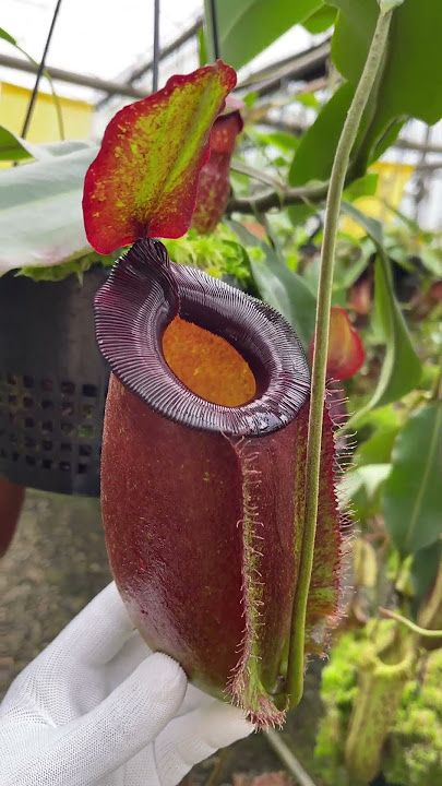 匙葉 x 蘋果豬籠草 N. spathulata x ampullaria – solid red: BE-4073