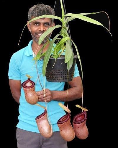 葫蘆 x 辛布亞豬籠草 N. ventricosa x sibuyanensis BE-3757