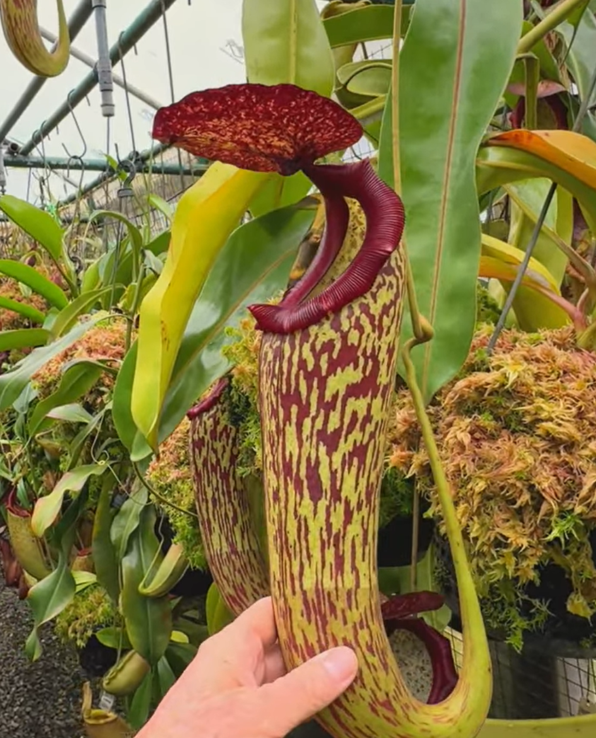包希 x 克羅斯豬籠草 N. boschiana x klossii BE-4530
