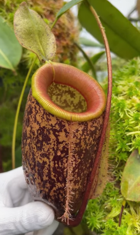辛布亞島 x  蘋果豬籠草 N. sibuyanensis x ampullaria BE-4584