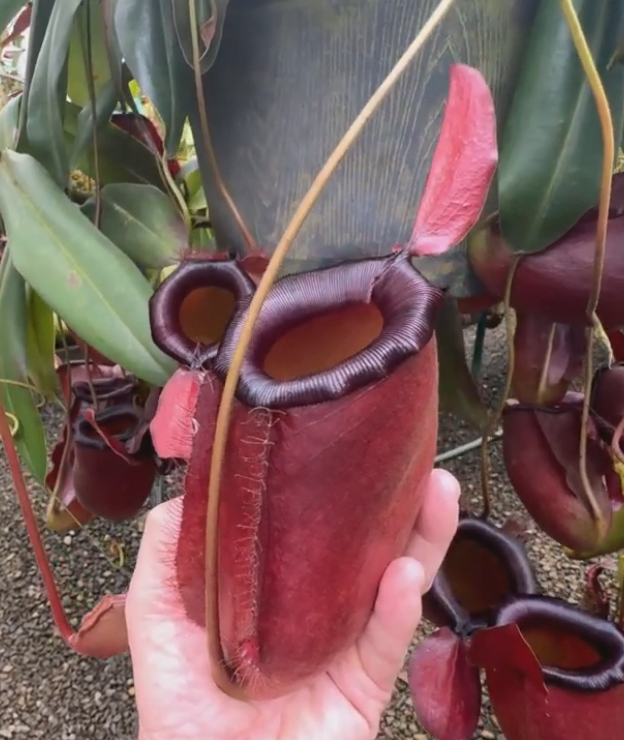 黑暗秘密豬籠草 N. ‘Dark Secret’BE-4656