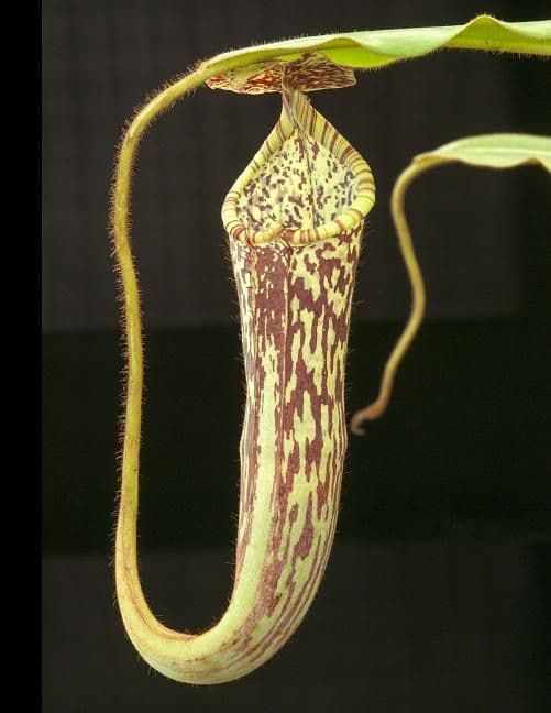 窄葉豬籠草 N. stenophylla  BE-3905