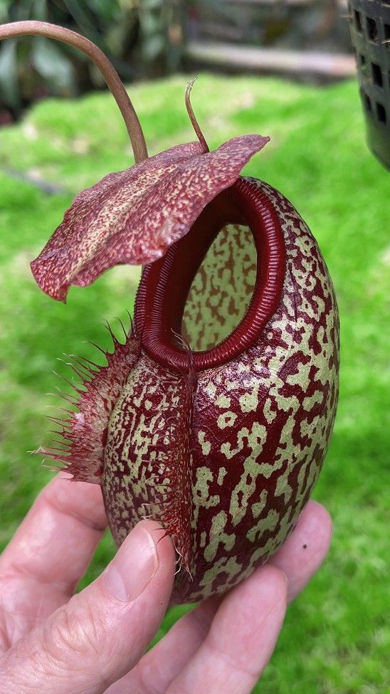 美林 x 馬兜鈴豬籠草 N. merrilliana x aristolochioides BE-3877