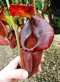 匙葉 x 賈桂琳豬籠草 N. spathulata x jacquelineae BE-3894