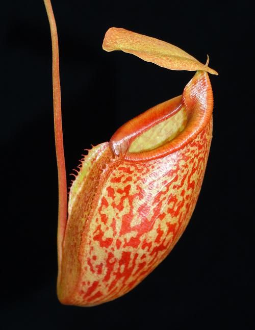 美林 x 無毛豬籠草 N. merrilliana x glabrata BE-3911