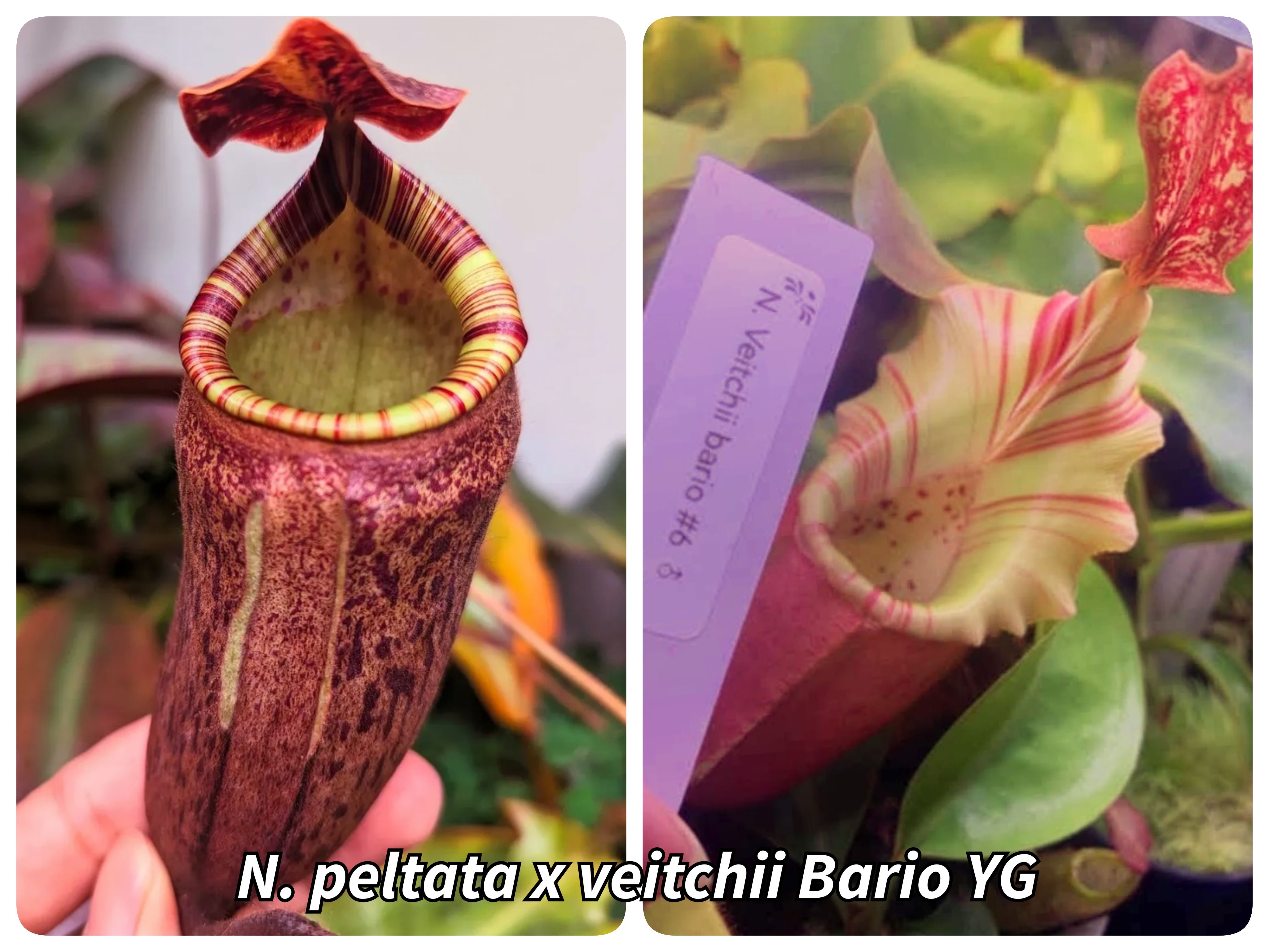 盾葉毛 x 維奇豬籠草 𝑁. 𝑝𝑒𝑙𝑡𝑎𝑡𝑎 𝑥 𝑣𝑒𝑖𝑡𝑐ℎ𝑖𝑖 Bario YG
