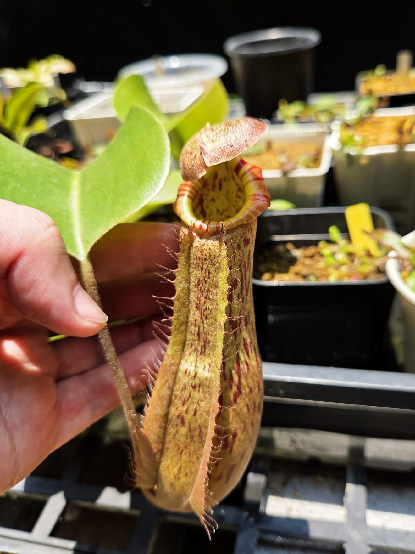 包希 x （寶特瓶 x 維奇）豬籠草 N. boschiana x （truncata x veitchii）