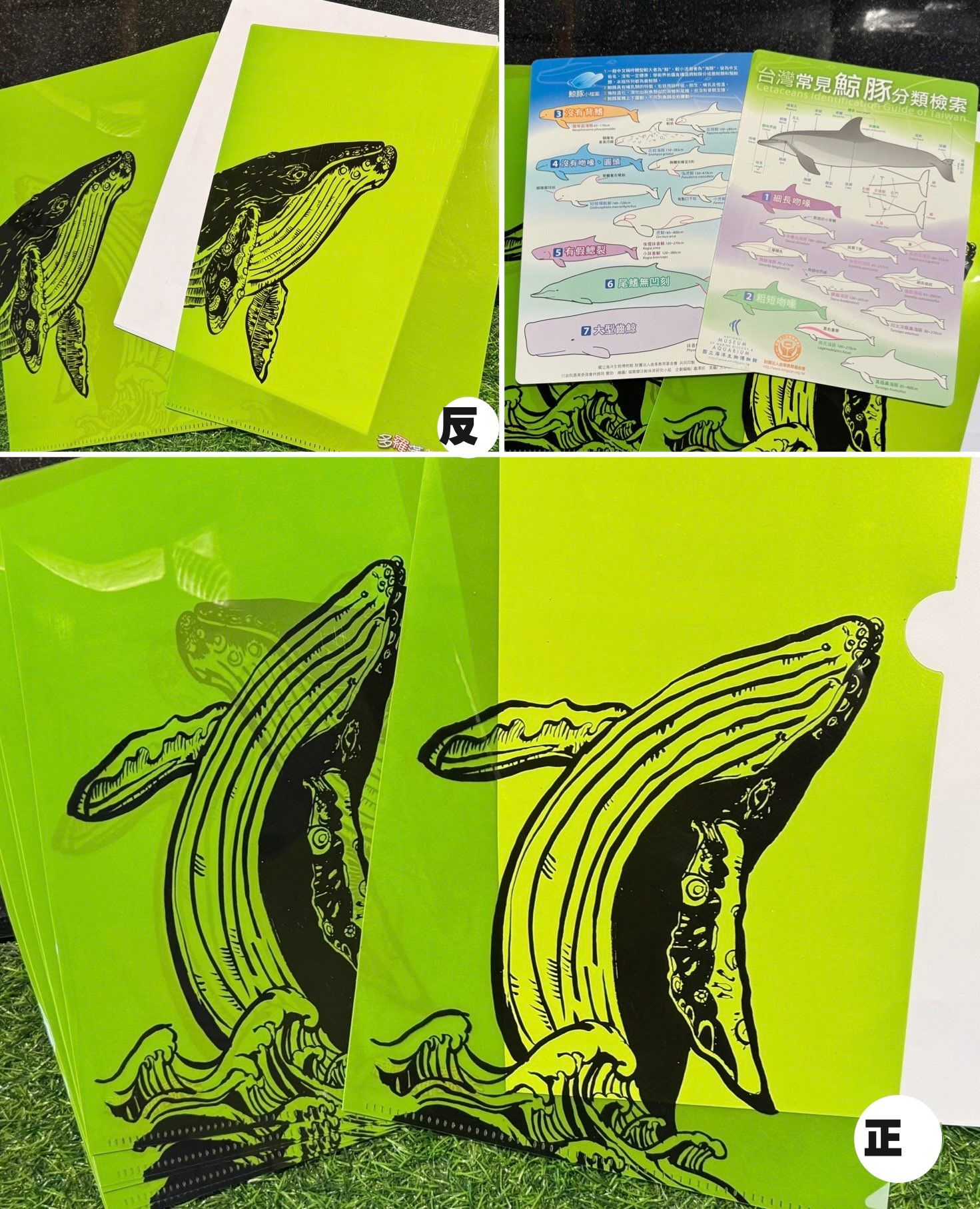 大翅鯨螢光綠資料夾