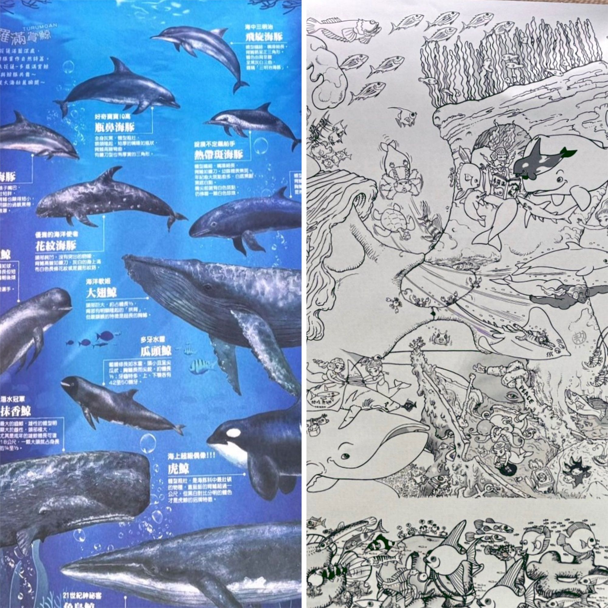 年終大掃除特別企劃之169 元（沒有贈品）