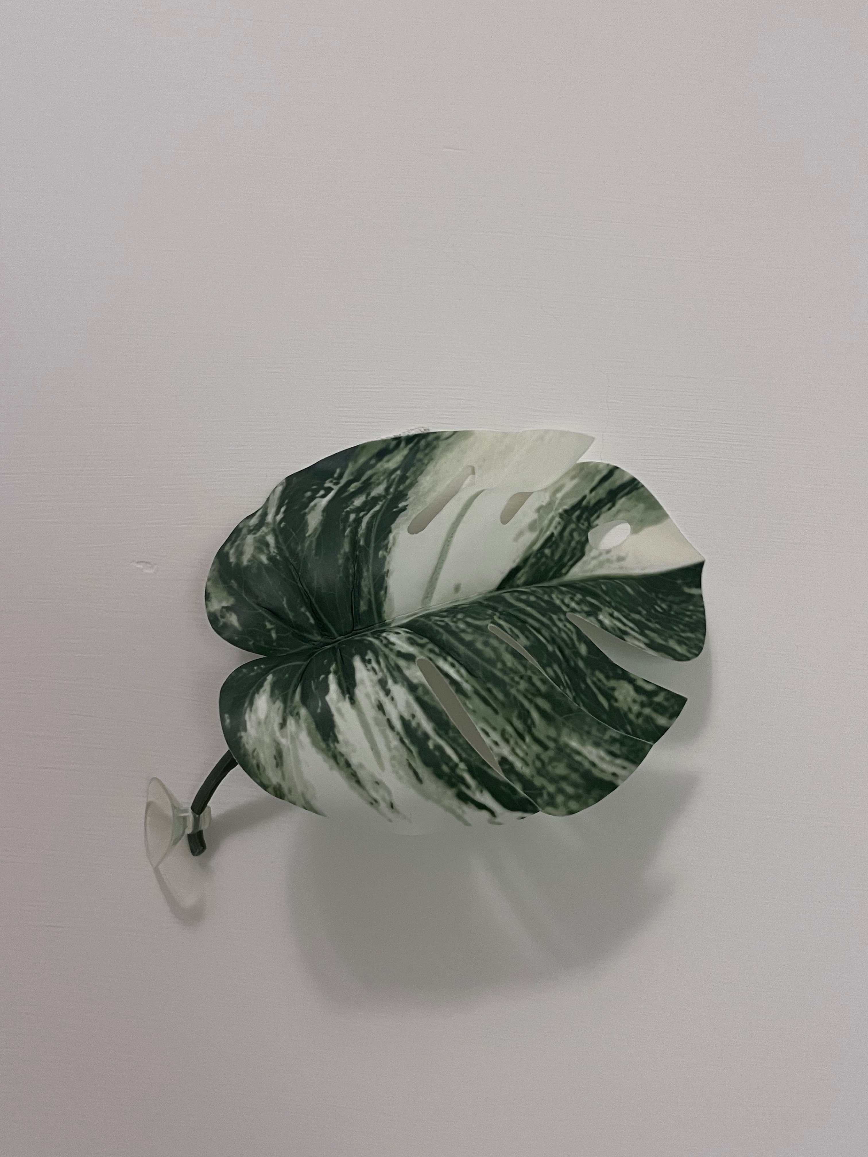 吸盤白斑龜背芋