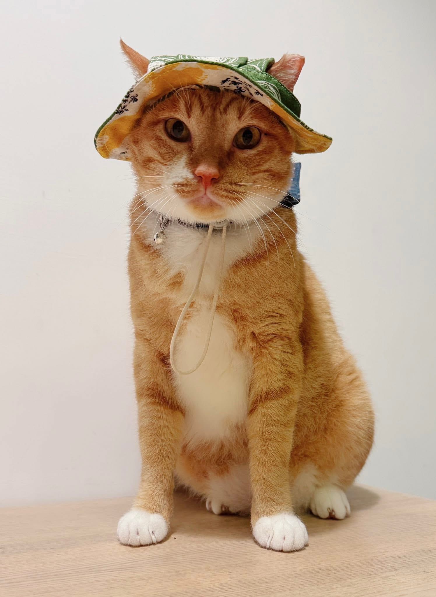 跩哥寵物帽紙型影片