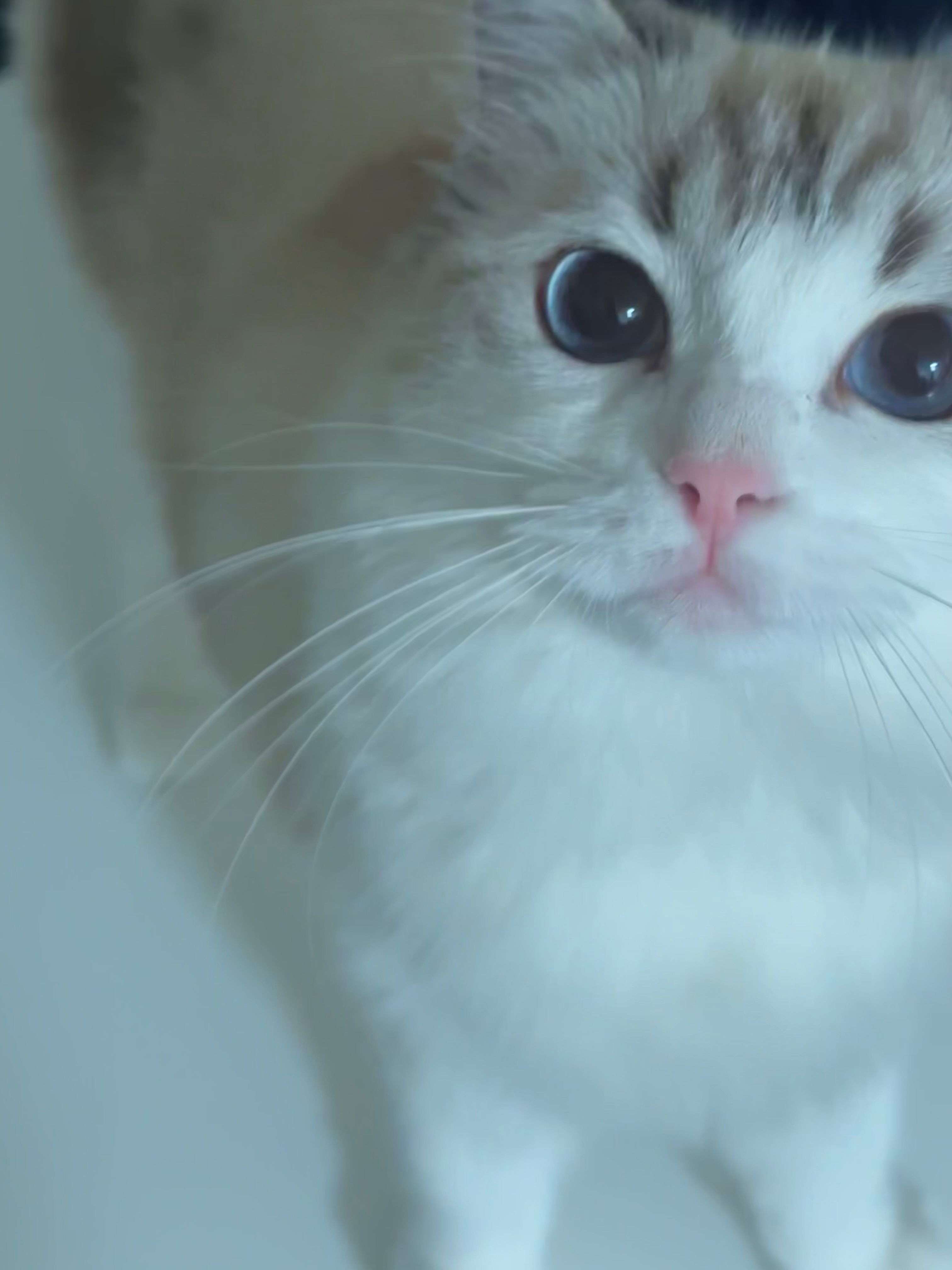 出清限定優惠❤️‍🔥❤️‍🔥❤️‍🔥