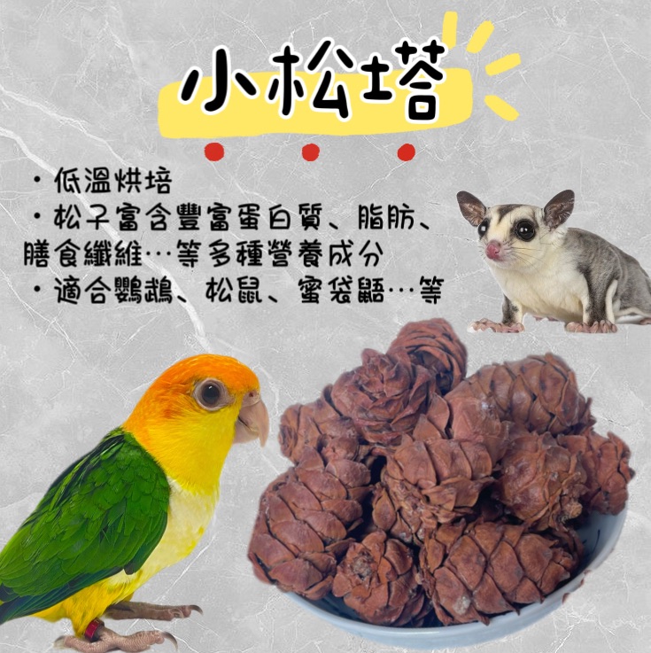 小松塔 鸚鵡零食 鸚鵡獎勵品