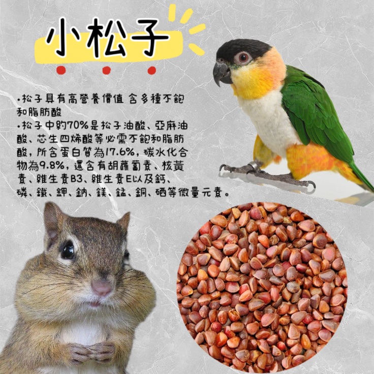 小松子 鸚鵡零食 鸚鵡獎勵品
